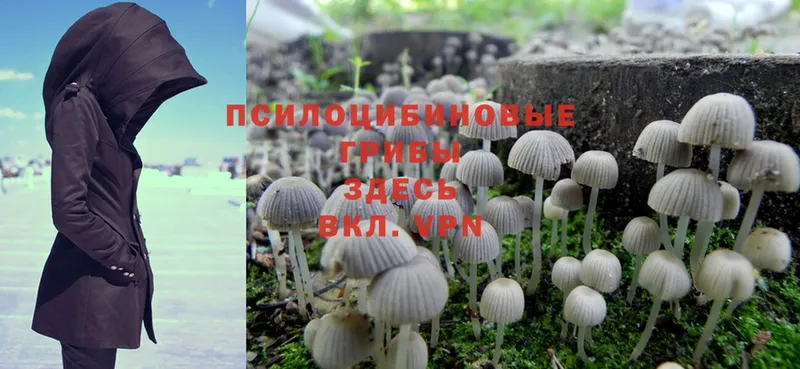 Псилоцибиновые грибы Psilocybe  Бабаево 